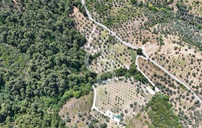 KEMALPAŞADA 14 DÖNÜM SATILIK ZEYTİNLİK