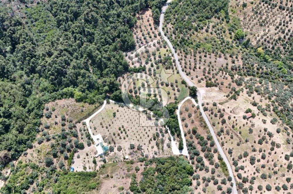 KEMALPAŞADA 14 DÖNÜM SATILIK ZEYTİNLİK