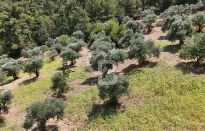 KEMALPAŞADA 14 DÖNÜM SATILIK ZEYTİNLİK