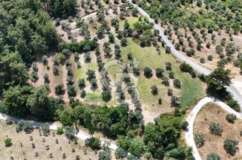 KEMALPAŞADA 14 DÖNÜM SATILIK ZEYTİNLİK