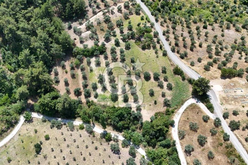 KEMALPAŞADA 14 DÖNÜM SATILIK ZEYTİNLİK