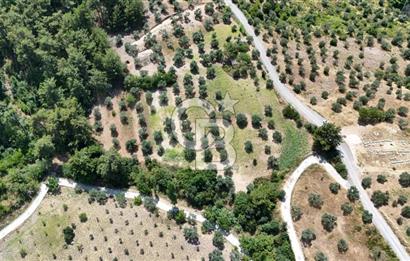 KEMALPAŞADA 14 DÖNÜM SATILIK ZEYTİNLİK