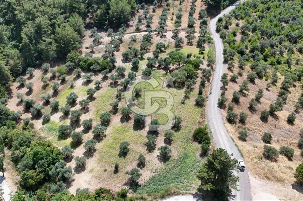 KEMALPAŞADA 14 DÖNÜM SATILIK ZEYTİNLİK