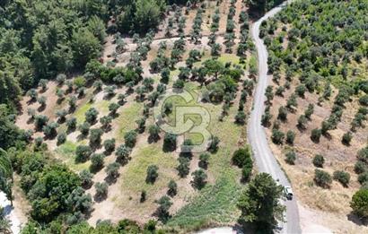 KEMALPAŞADA 14 DÖNÜM SATILIK ZEYTİNLİK