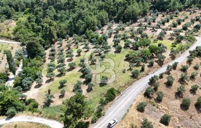 KEMALPAŞADA 14 DÖNÜM SATILIK ZEYTİNLİK