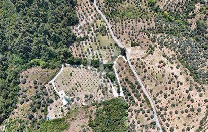 KEMALPAŞADA 14 DÖNÜM SATILIK ZEYTİNLİK