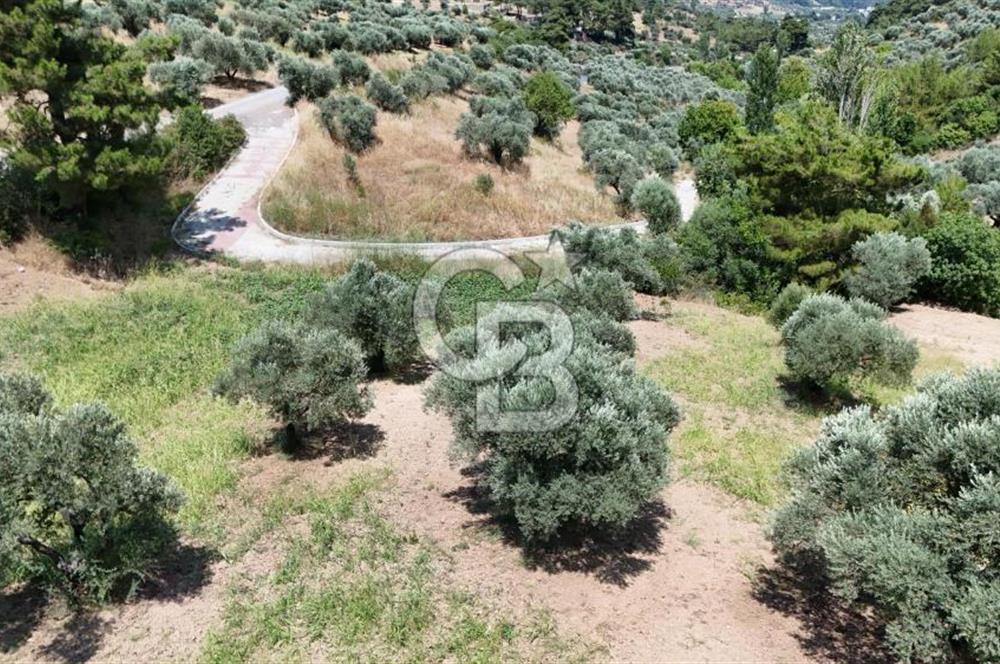 KEMALPAŞADA 14 DÖNÜM SATILIK ZEYTİNLİK