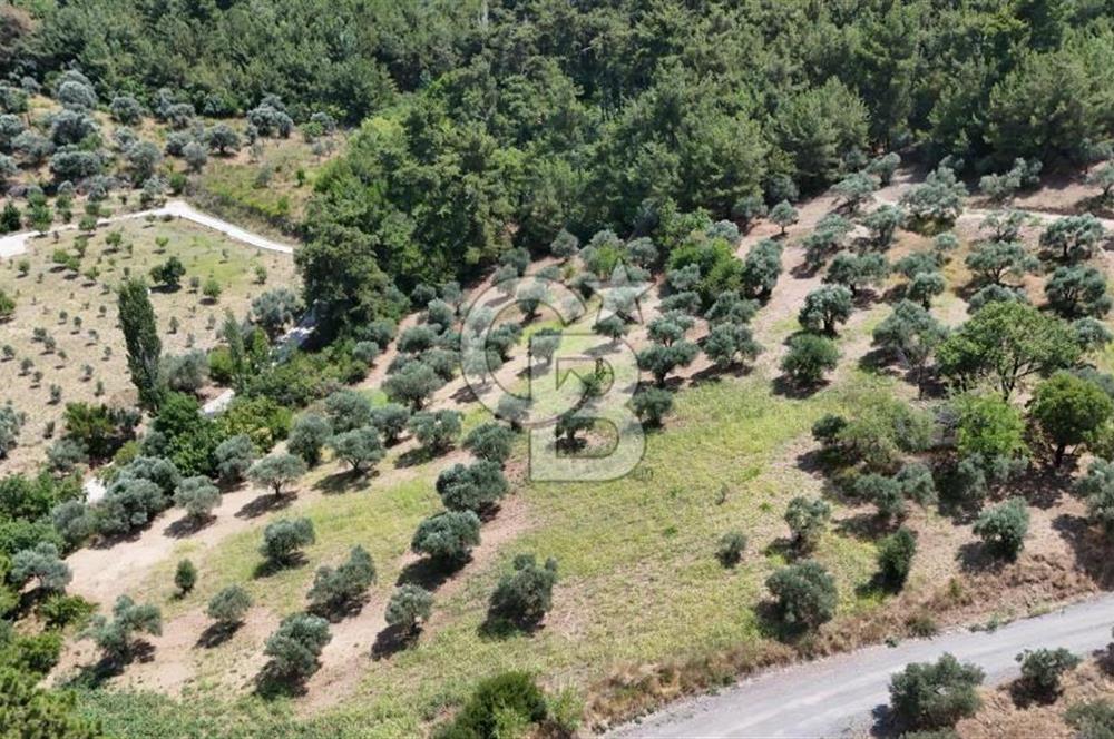KEMALPAŞADA 14 DÖNÜM SATILIK ZEYTİNLİK