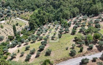 KEMALPAŞADA 14 DÖNÜM SATILIK ZEYTİNLİK