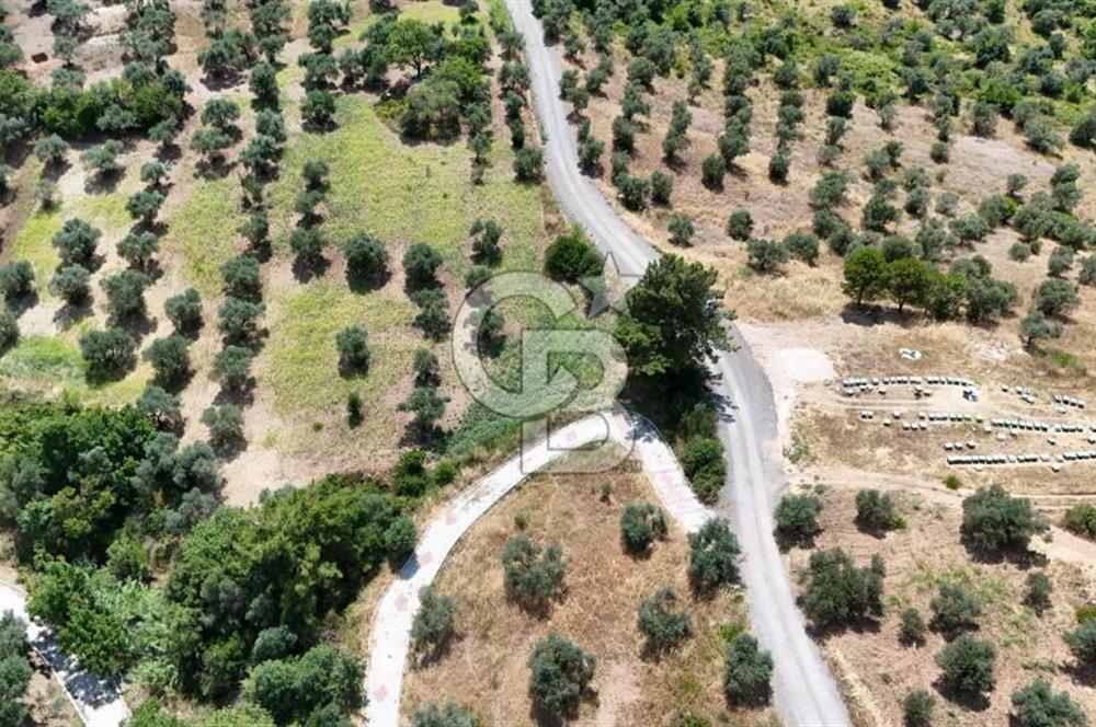 KEMALPAŞADA 14 DÖNÜM SATILIK ZEYTİNLİK