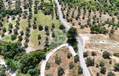 KEMALPAŞADA 14 DÖNÜM SATILIK ZEYTİNLİK