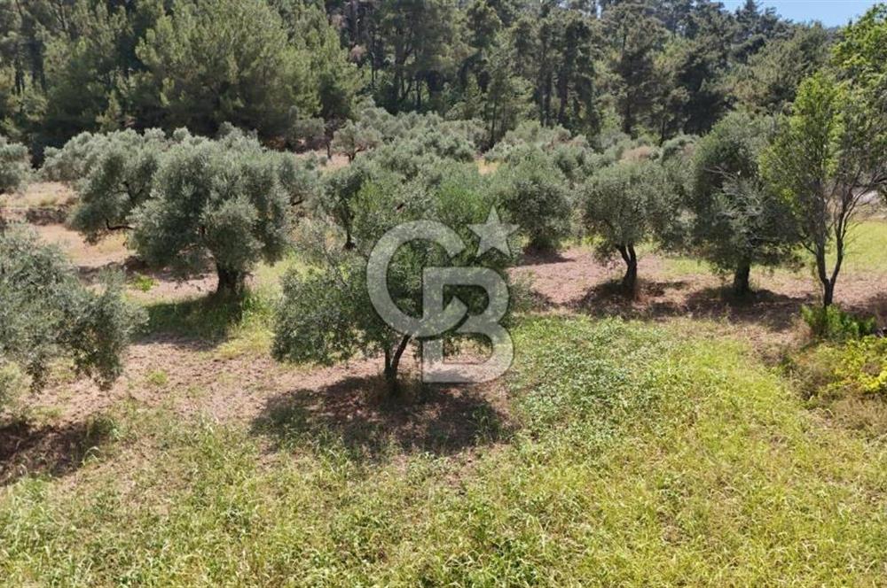 KEMALPAŞADA 14 DÖNÜM SATILIK ZEYTİNLİK