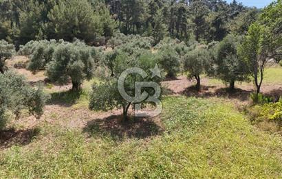 KEMALPAŞADA 14 DÖNÜM SATILIK ZEYTİNLİK