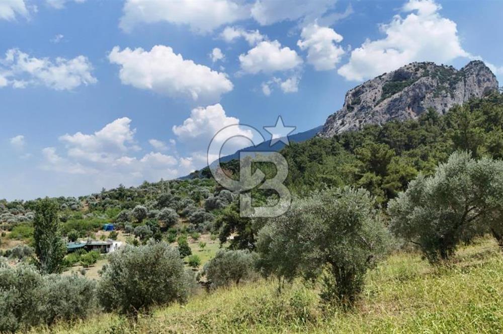 KEMALPAŞADA 14 DÖNÜM SATILIK ZEYTİNLİK