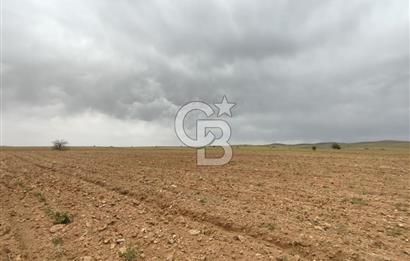 Afyon Evciler Altınova Köyünde Müstakil Tapulu 34.000 m2 Tarla