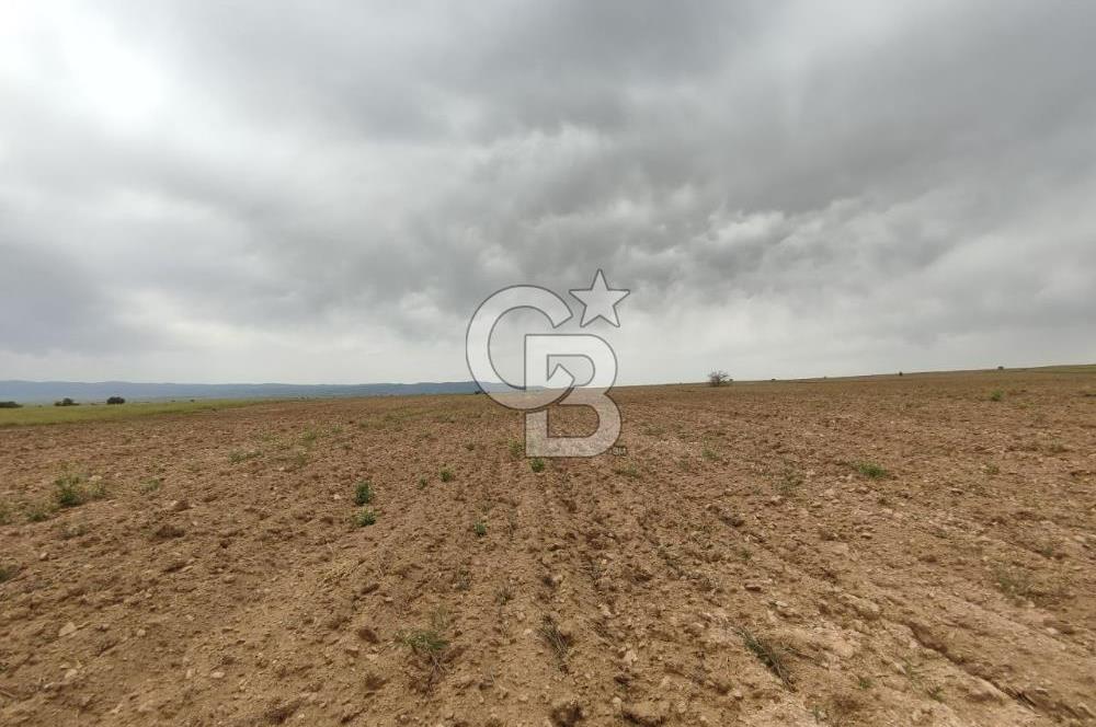 Afyon Evciler Altınova Köyünde Müstakil Tapulu 34.000 m2 Tarla