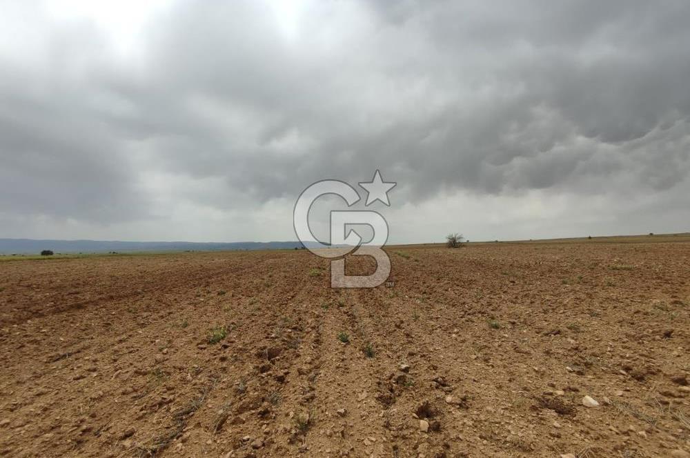 Afyon Evciler Altınova Köyünde Müstakil Tapulu 34.000 m2 Tarla