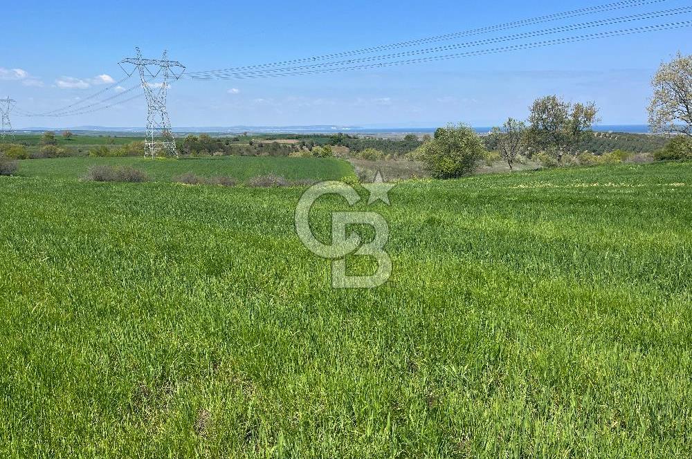 Afyon Evciler Altınova Köyünde Müstakil Tapulu 34.000 m2 Tarla