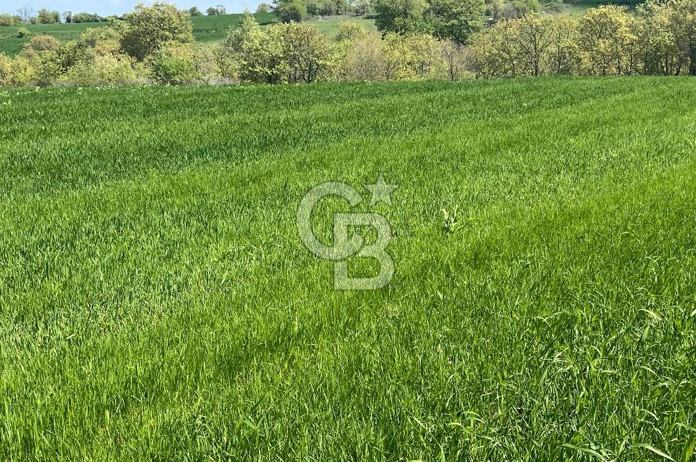 Afyon Evciler Altınova Köyünde Müstakil Tapulu 34.000 m2 Tarla