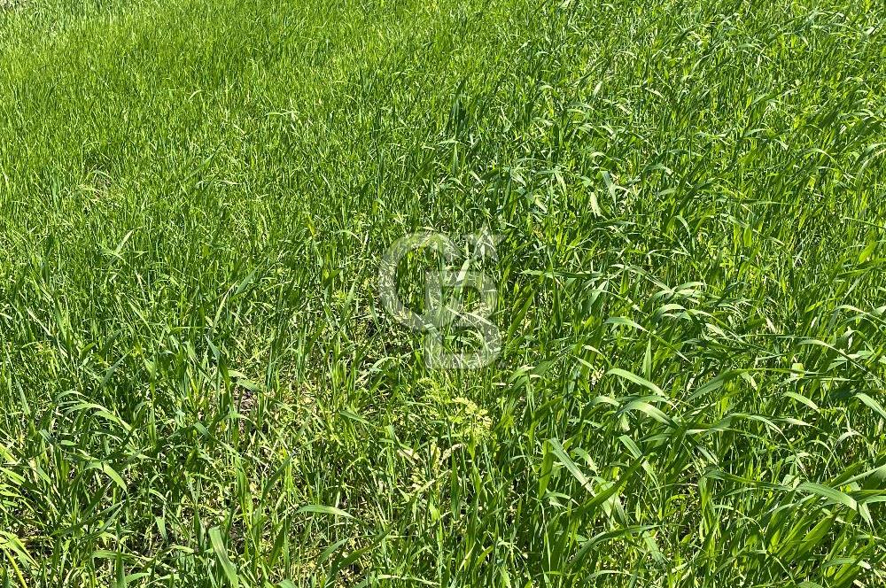 Afyon Evciler Altınova Köyünde Müstakil Tapulu 34.000 m2 Tarla
