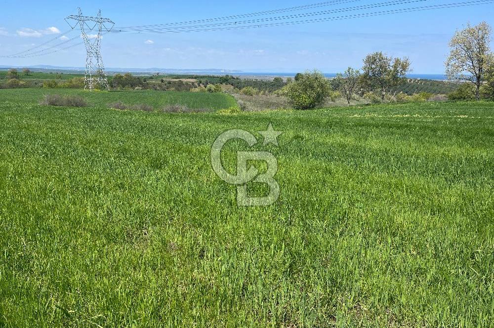 Afyon Evciler Altınova Köyünde Müstakil Tapulu 34.000 m2 Tarla