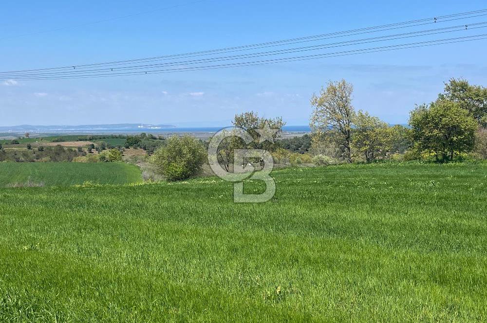 Afyon Evciler Altınova Köyünde Müstakil Tapulu 34.000 m2 Tarla