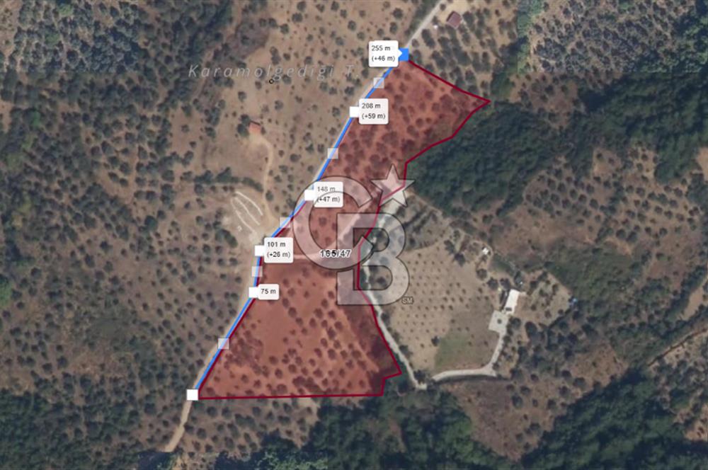 KEMALPAŞADA 14 DÖNÜM SATILIK ZEYTİNLİK