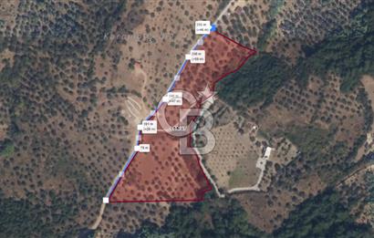 KEMALPAŞADA 14 DÖNÜM SATILIK ZEYTİNLİK