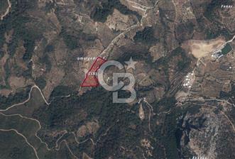 KEMALPAŞADA 14 DÖNÜM SATILIK ZEYTİNLİK