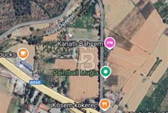 Gökova'da 3.390 m² Satılık Zeytinlik!