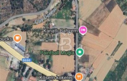 Gökova'da 3.390 m² Satılık Zeytinlik!