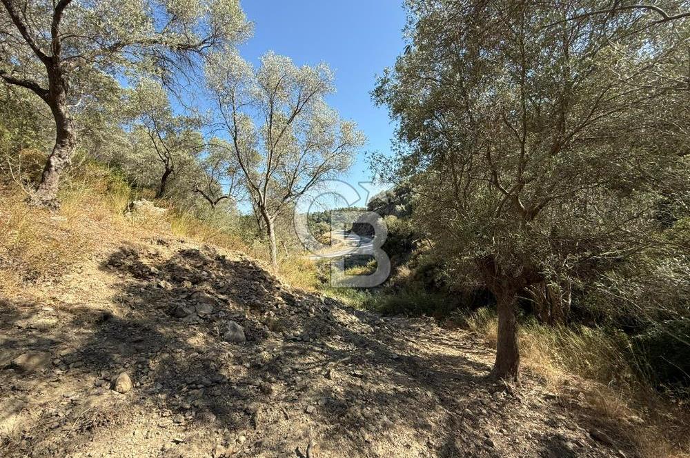 Seferihisar Beyler Köyü’nde 25.785 m² Zeytinlik – 1.500+ Ağaçlı, Baraj Manzaralı Yatırımlık Arazi!