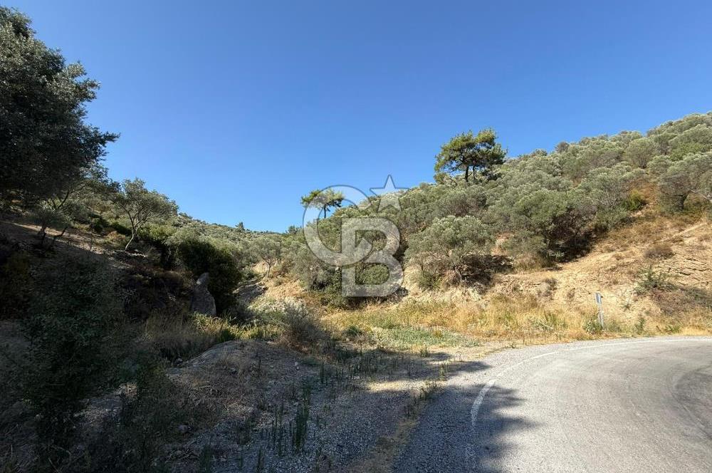 Seferihisar Beyler Köyü’nde 25.785 m² Zeytinlik – 1.500+ Ağaçlı, Baraj Manzaralı Yatırımlık Arazi!
