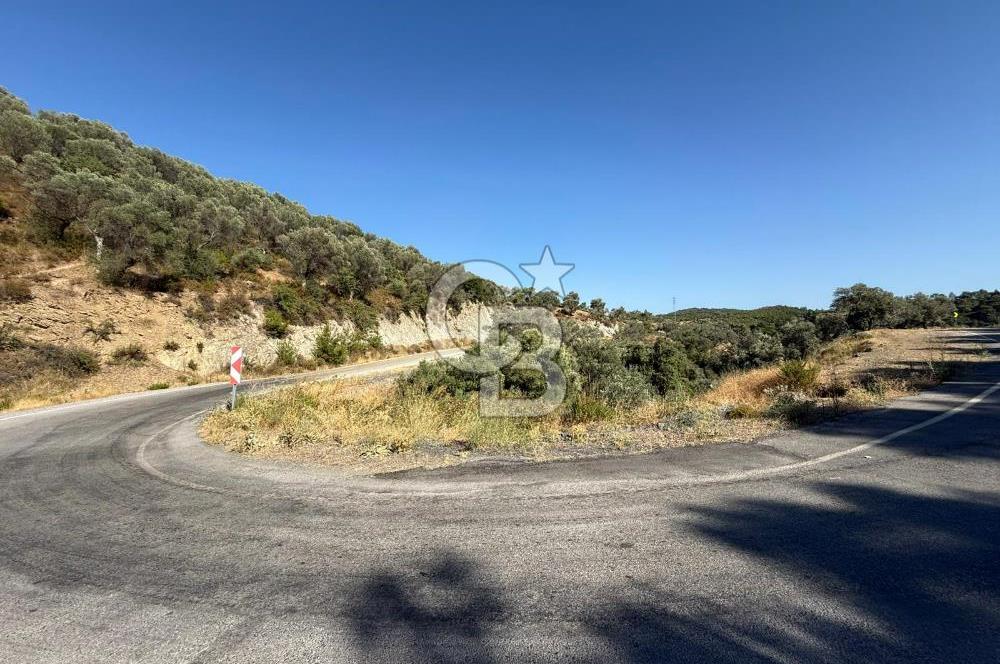 Seferihisar Beyler Köyü’nde 25.785 m² Zeytinlik – 1.500+ Ağaçlı, Baraj Manzaralı Yatırımlık Arazi!