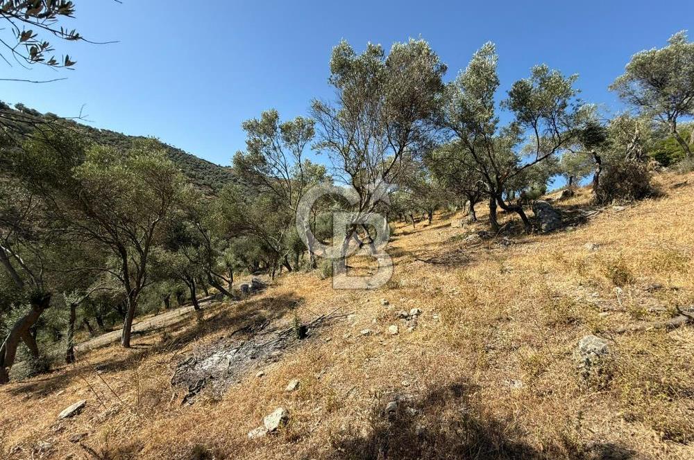 Seferihisar Beyler Köyü’nde 25.785 m² Zeytinlik – 1.500+ Ağaçlı, Baraj Manzaralı Yatırımlık Arazi!