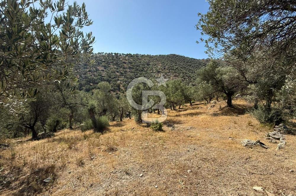 Seferihisar Beyler Köyü’nde 25.785 m² Zeytinlik – 1.500+ Ağaçlı, Baraj Manzaralı Yatırımlık Arazi!