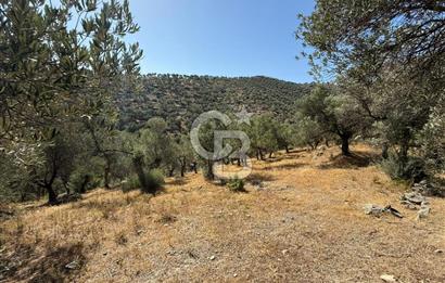 Seferihisar Beyler Köyü’nde 25.785 m² Zeytinlik – 1.500+ Ağaçlı, Baraj Manzaralı Yatırımlık Arazi!