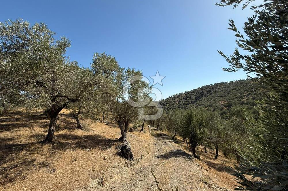 Seferihisar Beyler Köyü’nde 25.785 m² Zeytinlik – 1.500+ Ağaçlı, Baraj Manzaralı Yatırımlık Arazi!
