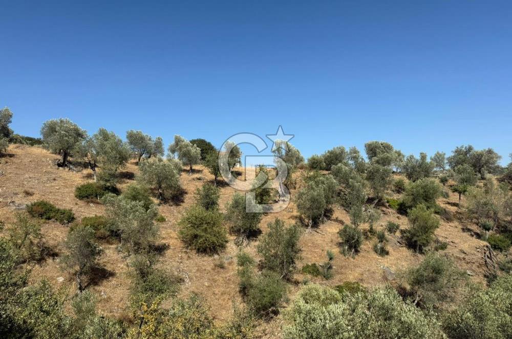 Seferihisar Beyler Köyü’nde 25.785 m² Zeytinlik – 1.500+ Ağaçlı, Baraj Manzaralı Yatırımlık Arazi!