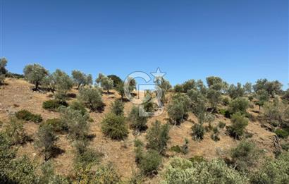 Seferihisar Beyler Köyü’nde 25.785 m² Zeytinlik – 1.500+ Ağaçlı, Baraj Manzaralı Yatırımlık Arazi!