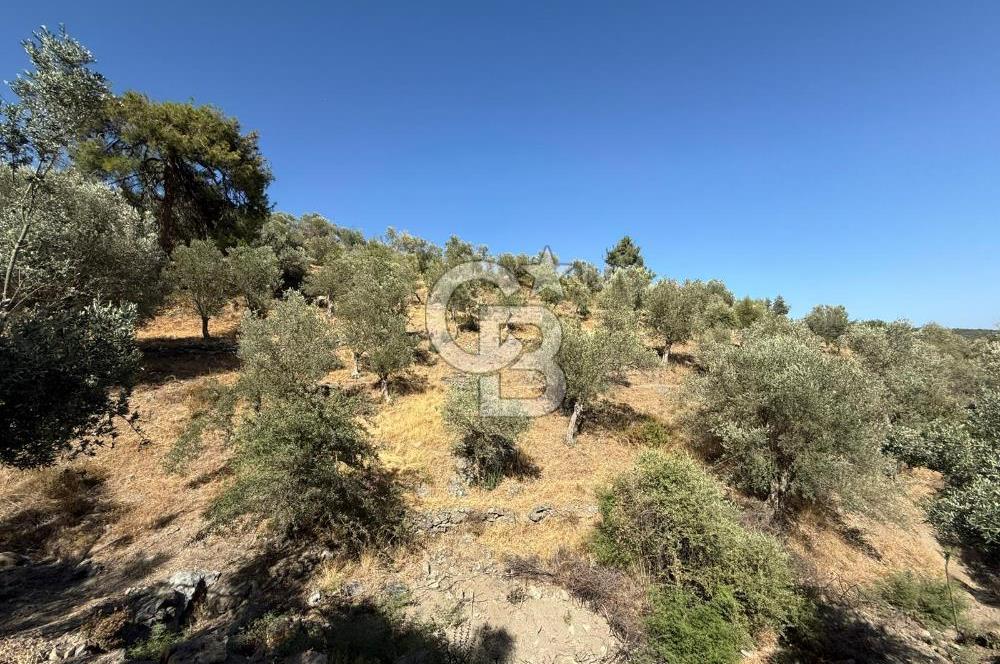 Seferihisar Beyler Köyü’nde 25.785 m² Zeytinlik – 1.500+ Ağaçlı, Baraj Manzaralı Yatırımlık Arazi!