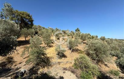 Seferihisar Beyler Köyü’nde 25.785 m² Zeytinlik – 1.500+ Ağaçlı, Baraj Manzaralı Yatırımlık Arazi!
