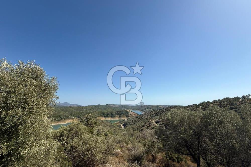 Seferihisar Beyler Köyü’nde 25.785 m² Zeytinlik – 1.500+ Ağaçlı, Baraj Manzaralı Yatırımlık Arazi!