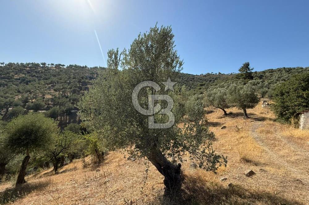 Seferihisar Beyler Köyü’nde 25.785 m² Zeytinlik – 1.500+ Ağaçlı, Baraj Manzaralı Yatırımlık Arazi!