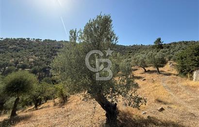 Seferihisar Beyler Köyü’nde 25.785 m² Zeytinlik – 1.500+ Ağaçlı, Baraj Manzaralı Yatırımlık Arazi!