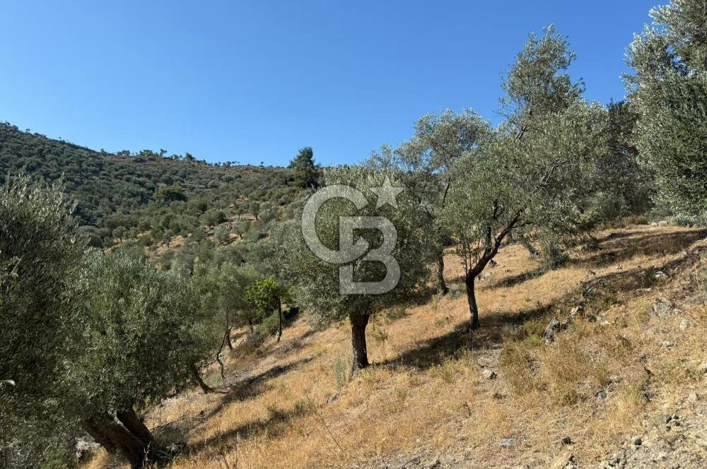 Seferihisar Beyler Köyü’nde 25.785 m² Zeytinlik – 1.500+ Ağaçlı, Baraj Manzaralı Yatırımlık Arazi!
