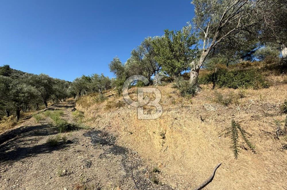 Seferihisar Beyler Köyü’nde 25.785 m² Zeytinlik – 1.500+ Ağaçlı, Baraj Manzaralı Yatırımlık Arazi!