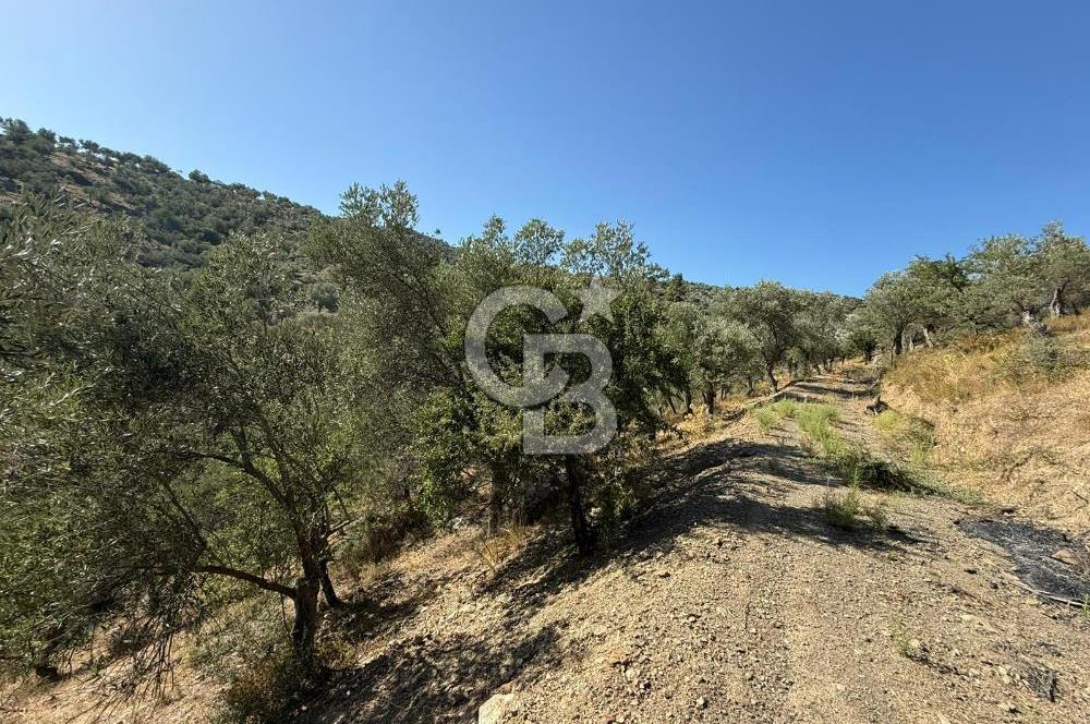 Seferihisar Beyler Köyü’nde 25.785 m² Zeytinlik – 1.500+ Ağaçlı, Baraj Manzaralı Yatırımlık Arazi!