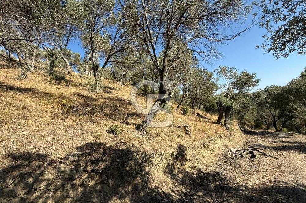 Seferihisar Beyler Köyü’nde 25.785 m² Zeytinlik – 1.500+ Ağaçlı, Baraj Manzaralı Yatırımlık Arazi!