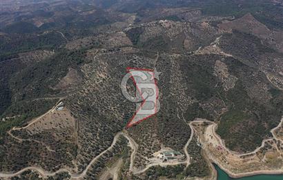 Seferihisar Beyler Köyü’nde 25.785 m² Zeytinlik – 1.500+ Ağaçlı, Baraj Manzaralı Yatırımlık Arazi!